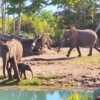 Kilimanjaro Safaris