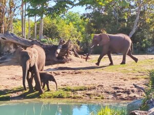 Kilimanjaro Safaris