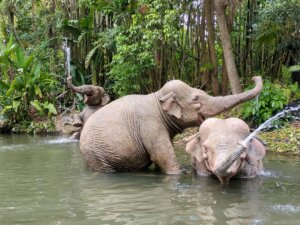 Jungle Cruise